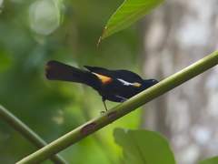 Tachyphonus surinamus