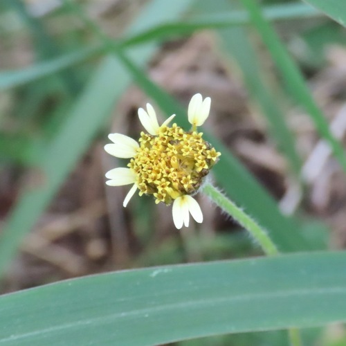 Tridax Daisy (Tridax procumbens)