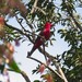 Crimson Fruitcrow - Photo (c) Eric Carpenter, some rights reserved (CC BY-NC), uploaded by Eric Carpenter