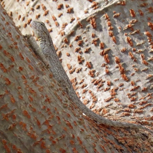 Tropical tree lizard (Urosaurus bicarinatus)