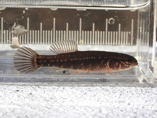 Eastern mudminnow (Umbra pygmaea) — Umbridae