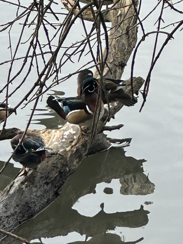 Wood Duck