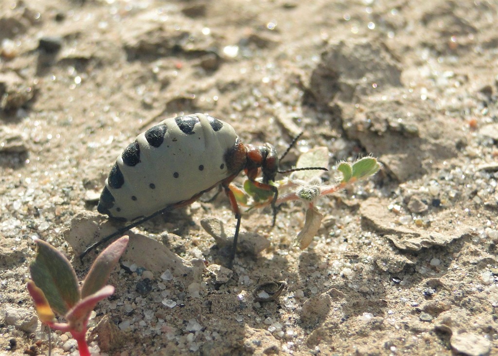 Pseudomeloe caligatus