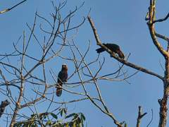 Deroptyus accipitrinus