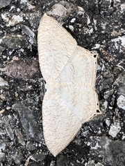 Acropteris ciniferaria