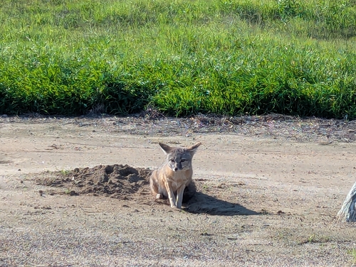 Kit Fox observed by pandeiro