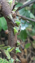 Umbonia