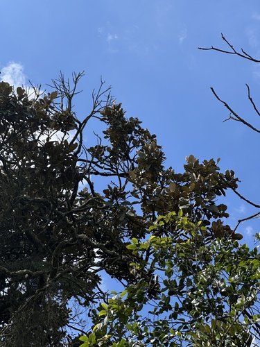 Hieronyma rufa, photograph 3