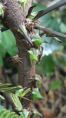 Umbonia