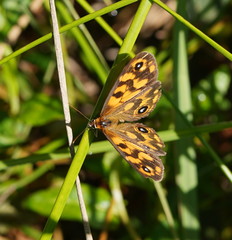 Heteronympha cordace