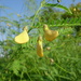 Sesbania herbacea - Photo (c) Josh*m,  זכויות יוצרים חלקיות (CC BY-NC-SA)