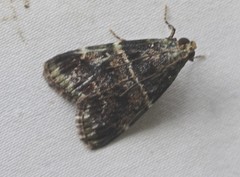 Orthaga atribasalis