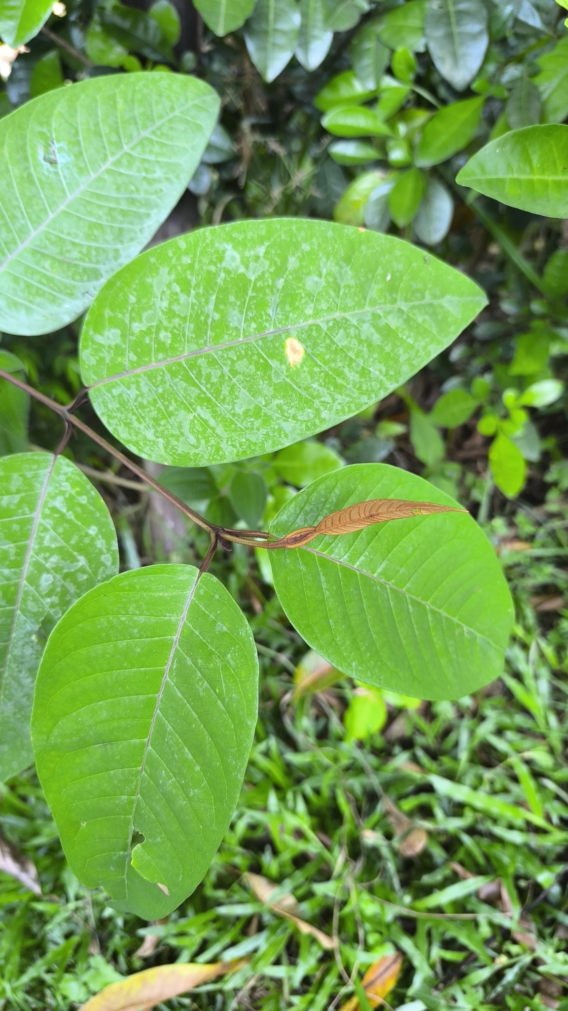 Vismia baccifera