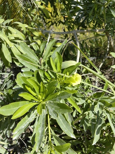 Foto de Cascabela gaumeri