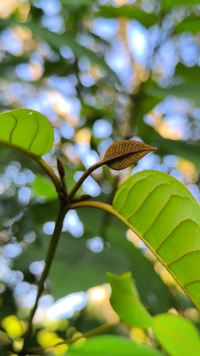 Vismia baccifera, photograph 2
