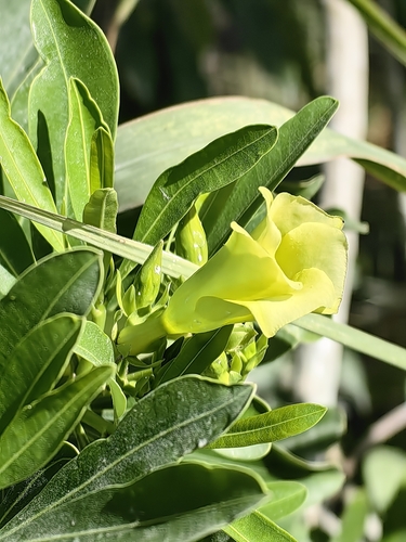 Foto de Cascabela gaumeri