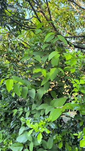Vismia baccifera, photograph 3
