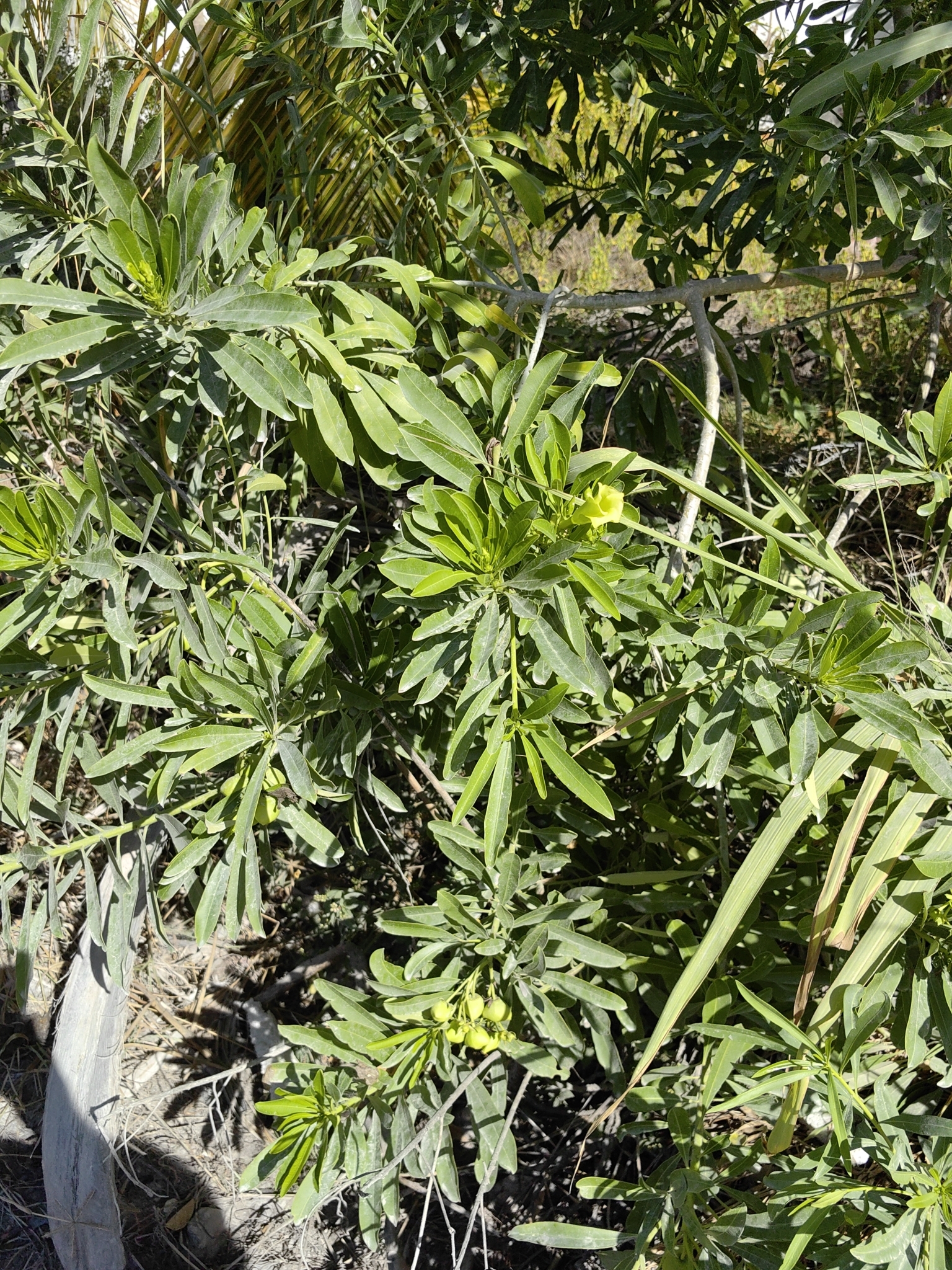 Imagem de Cascabela gaumeri