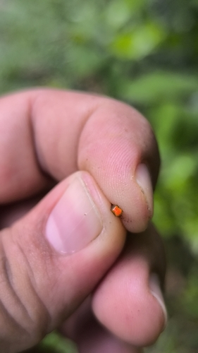 Vismia baccifera, photograph 4