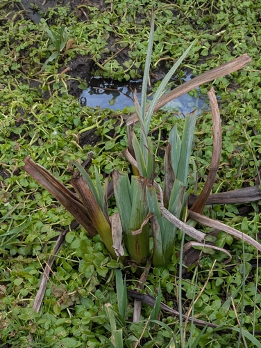 Flag iris