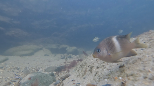 Sash damsel (Plectroglyphidodon leucozonus) — Pomacentridae — 3