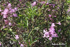 Tanaecium dichotomum