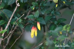 Justicia floribunda