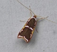 Barantola pulcherrima