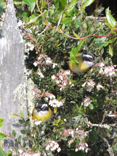 Sooty-capped Chlorospingus (Chlorospingus pileatus)