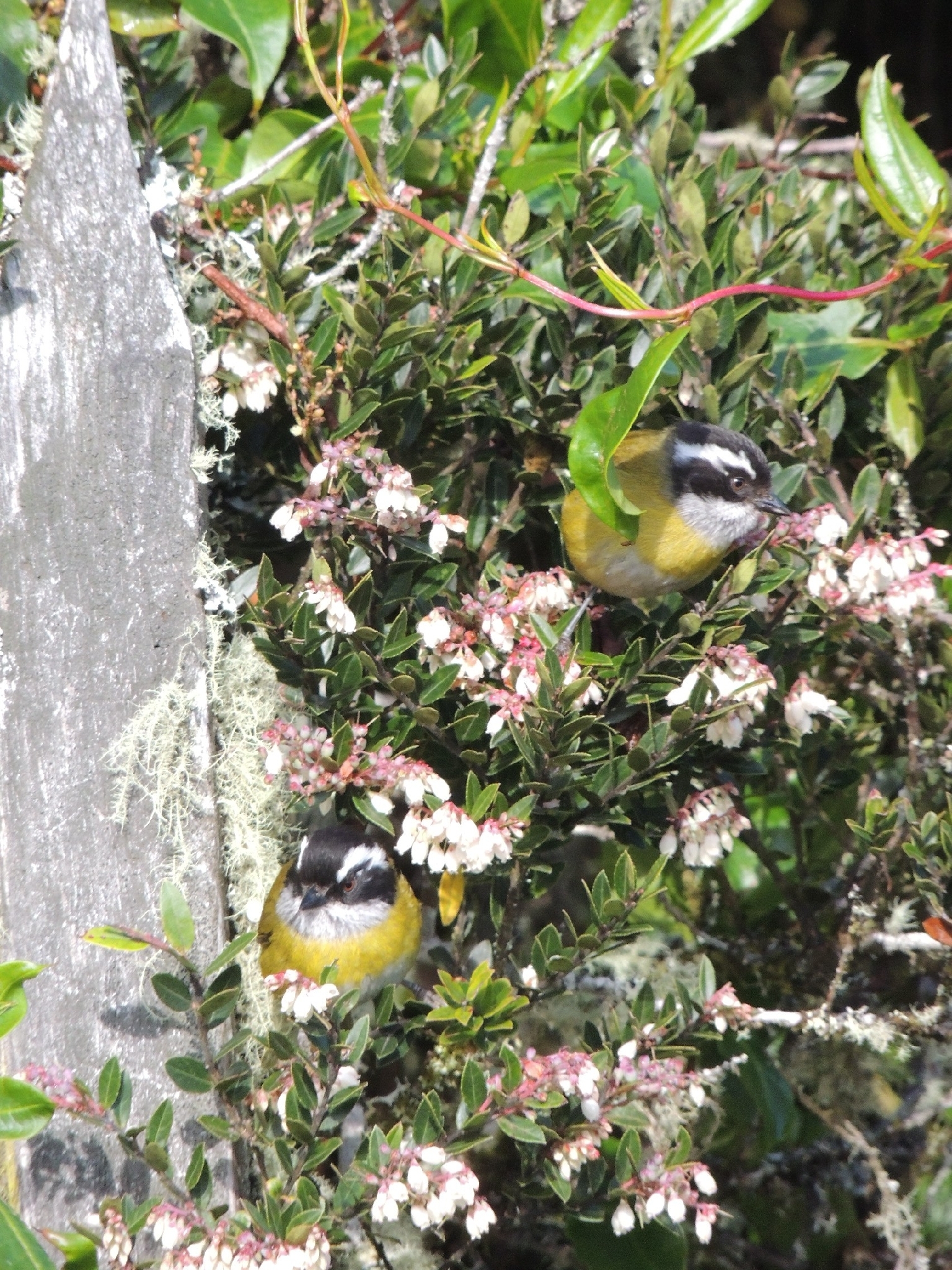 Sooty-capped Chlorospingus (Chlorospingus pileatus), photo 1