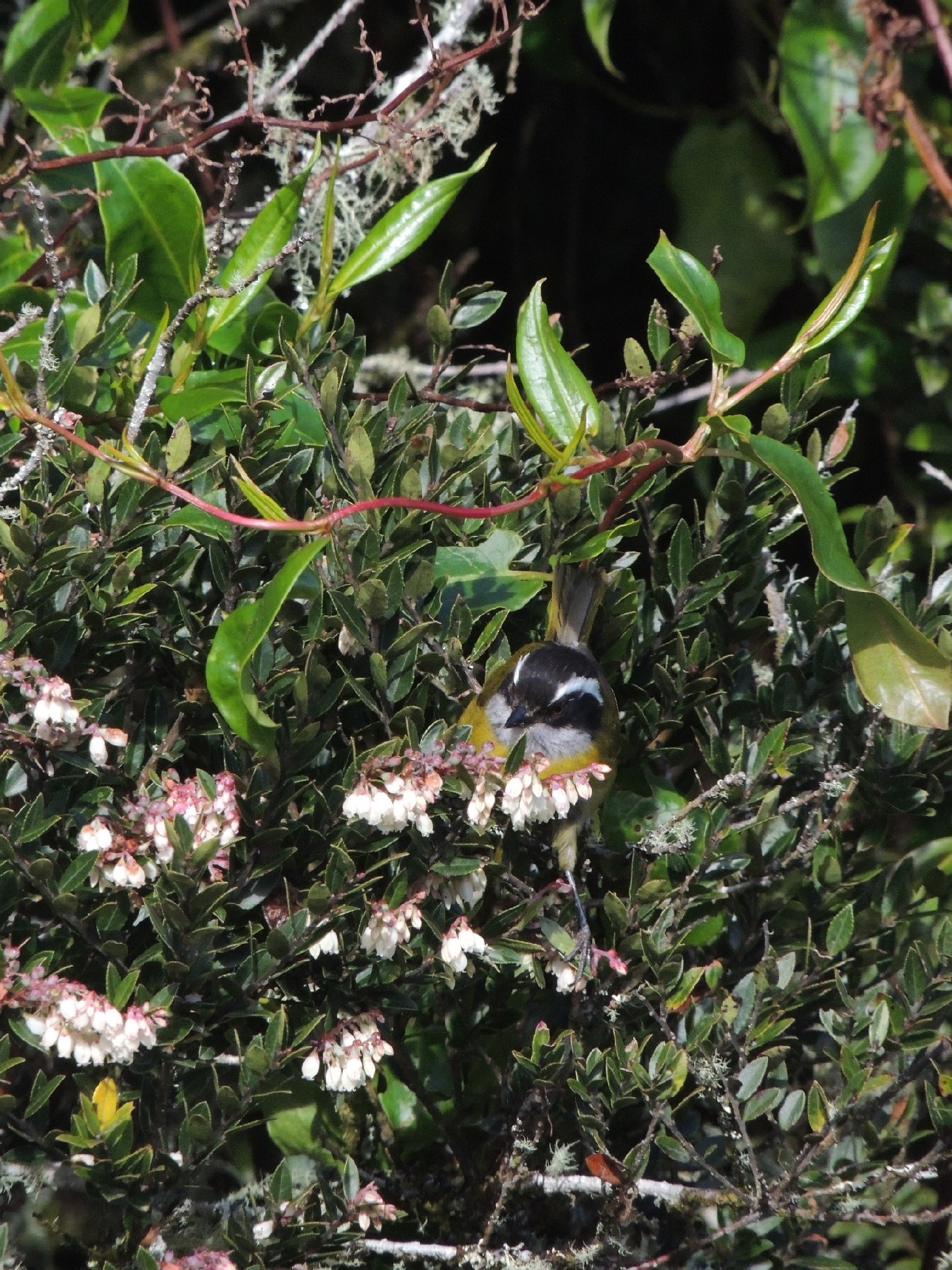 Sooty-capped Chlorospingus (Chlorospingus pileatus), photo 2