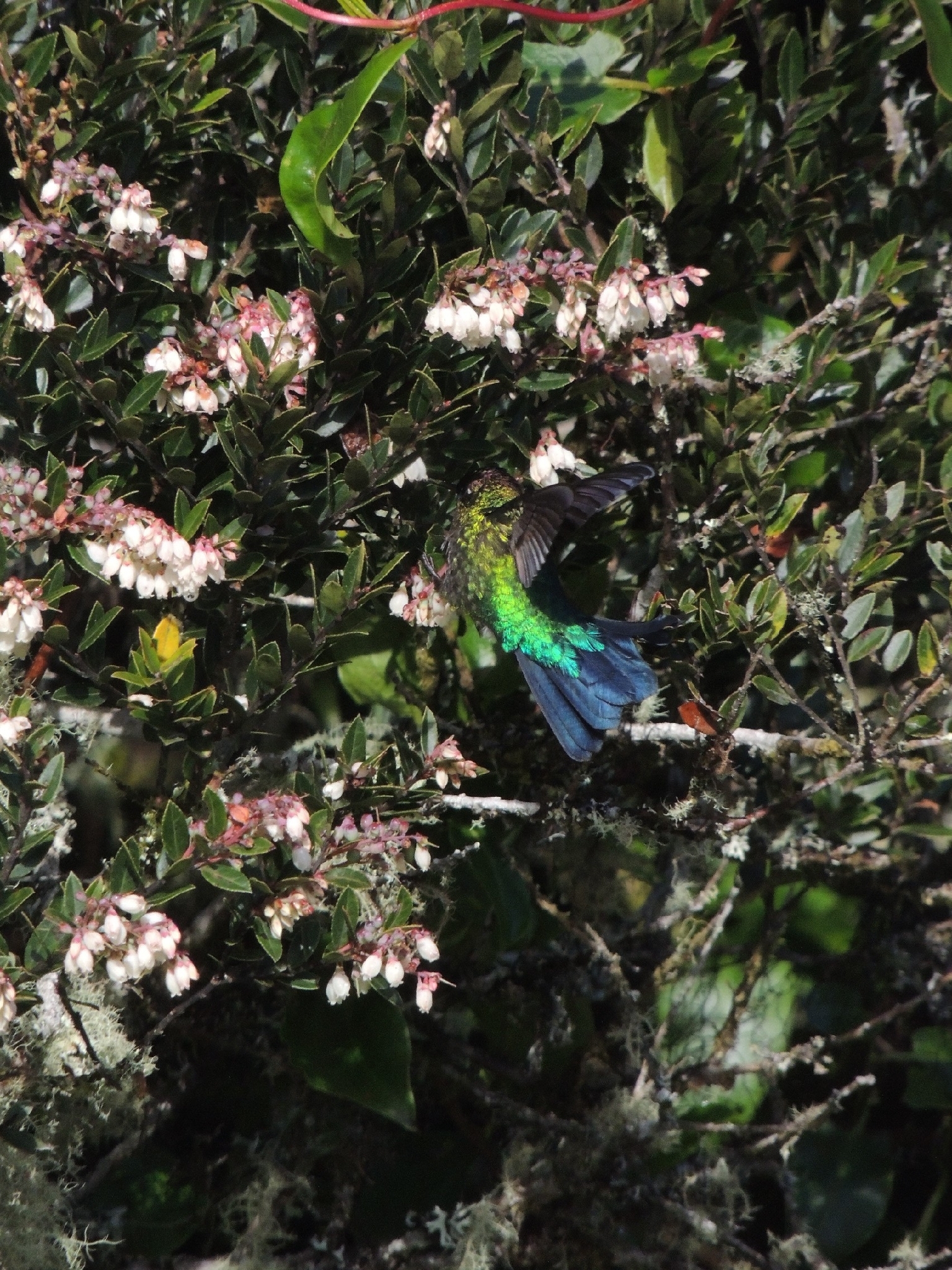 Fiery-throated Hummingbird (Panterpe insignis), photo 3