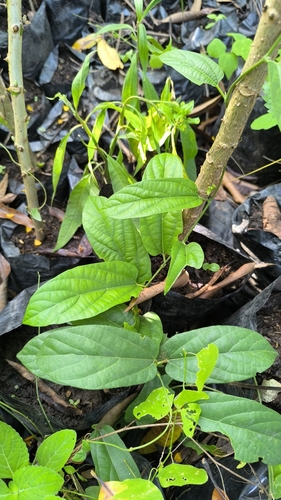 Florida Dutchman's Pipe (Aristolochia maxima)