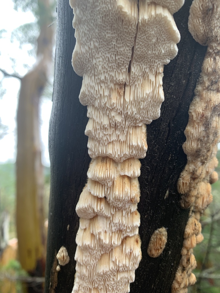 Fomitopsis madronae · January 2026 · photo: © davidbroadland (iNaturalist, cc0)