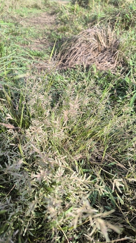 purple love grass (Eragrostis pectinacea)