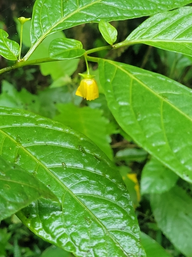 Capsicum lycianthoides (Capsicum lycianthoides)