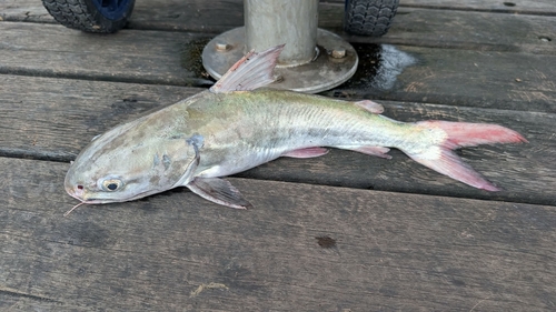 Blue catfish (Neoarius graeffei) — Ariidae