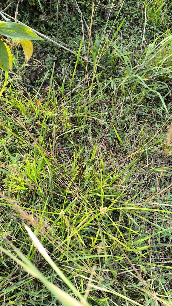 Cây cỏ mây – Chrysopogon aciculatus