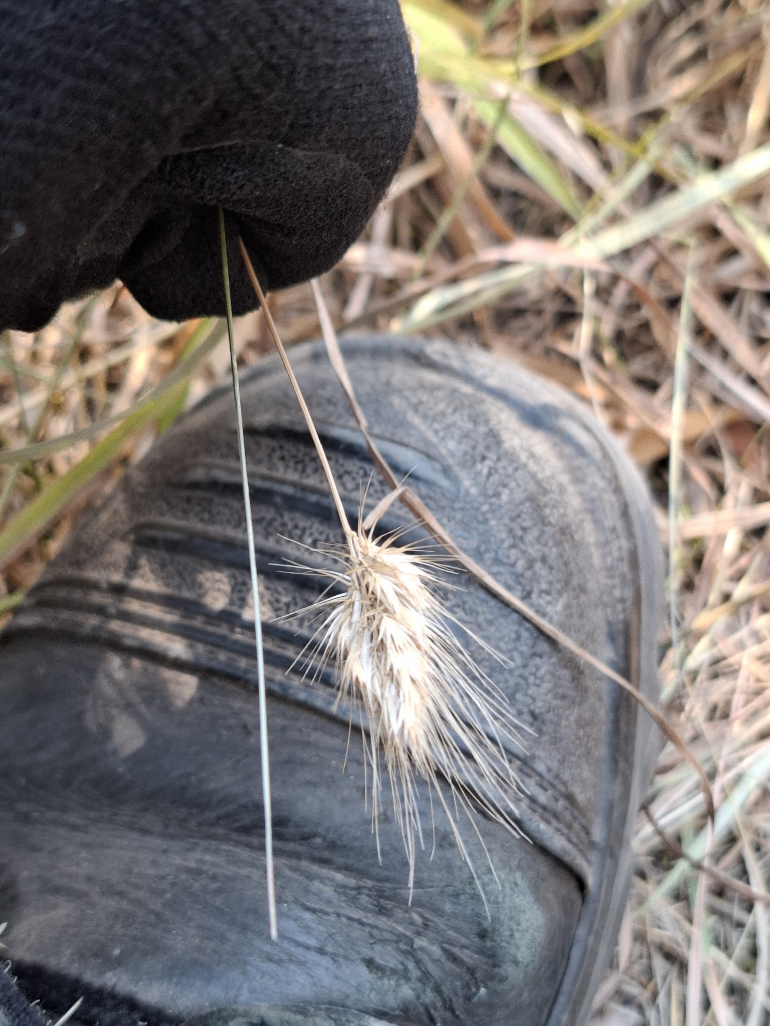 Bristly dogstail grass