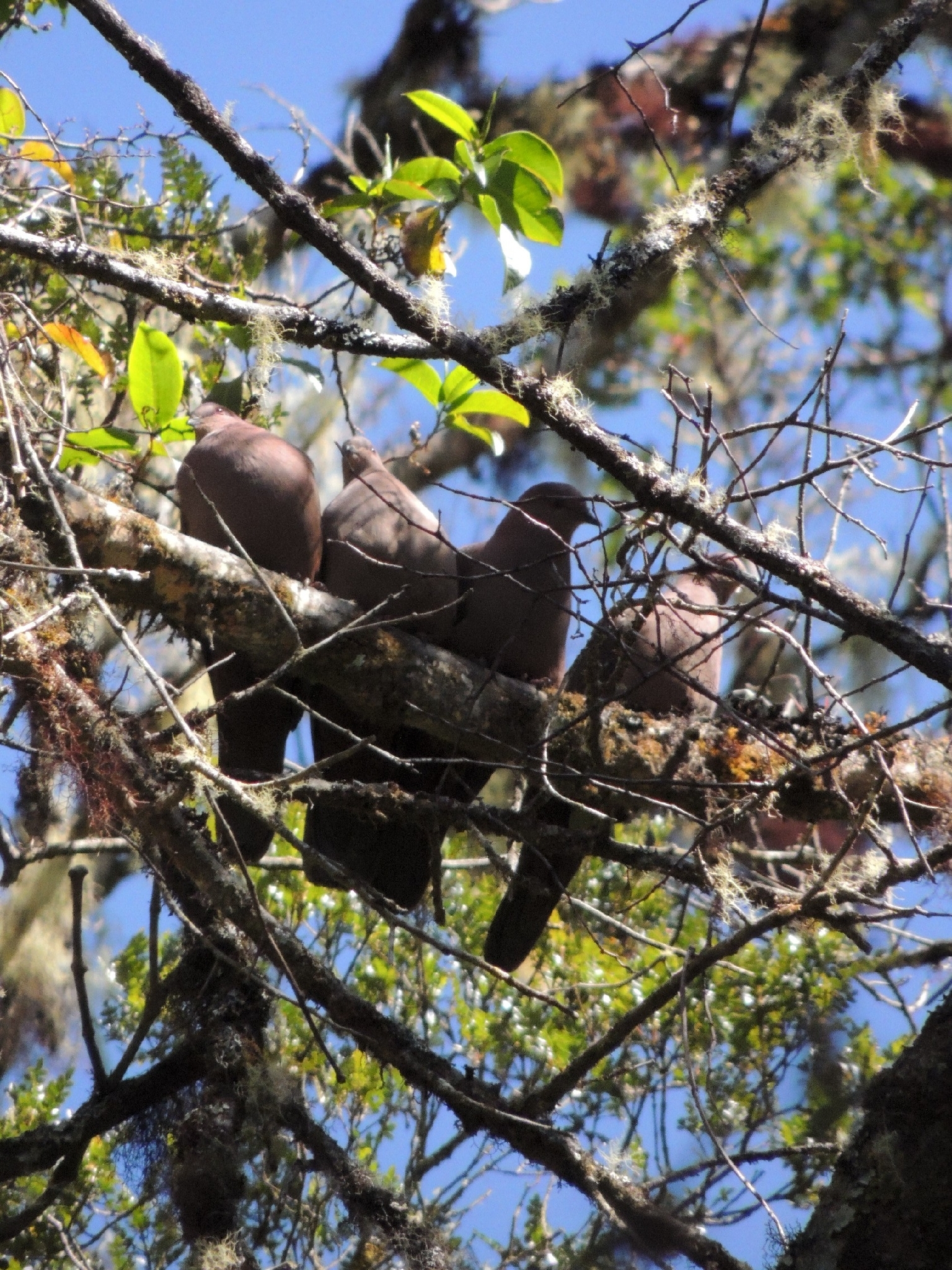 Ruddy Pigeon (Patagioenas subvinacea), photo 1