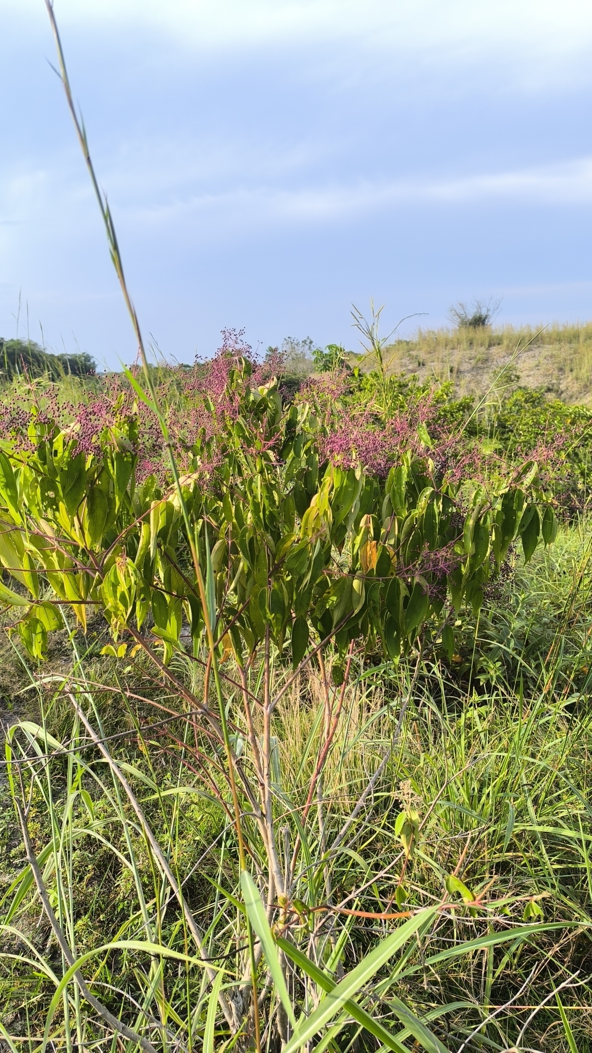 Miconia minutiflora
