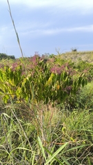 Miconia minutiflora, photograph (c) Miguel José Lengua Hernández, some rights reserved (CC BY)