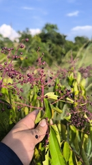 Miconia minutiflora, photograph (c) Miguel José Lengua Hernández, some rights reserved (CC BY)