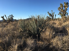 Yucca baccata baccata