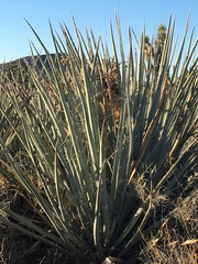 Yucca baccata baccata