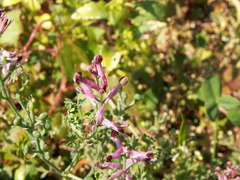 Fumaria officinalis officinalis
