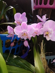 Phalaenopsis