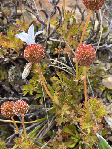 Acaena glabra, photograph 6