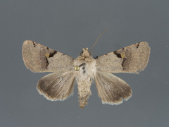 Ulolonche disticha