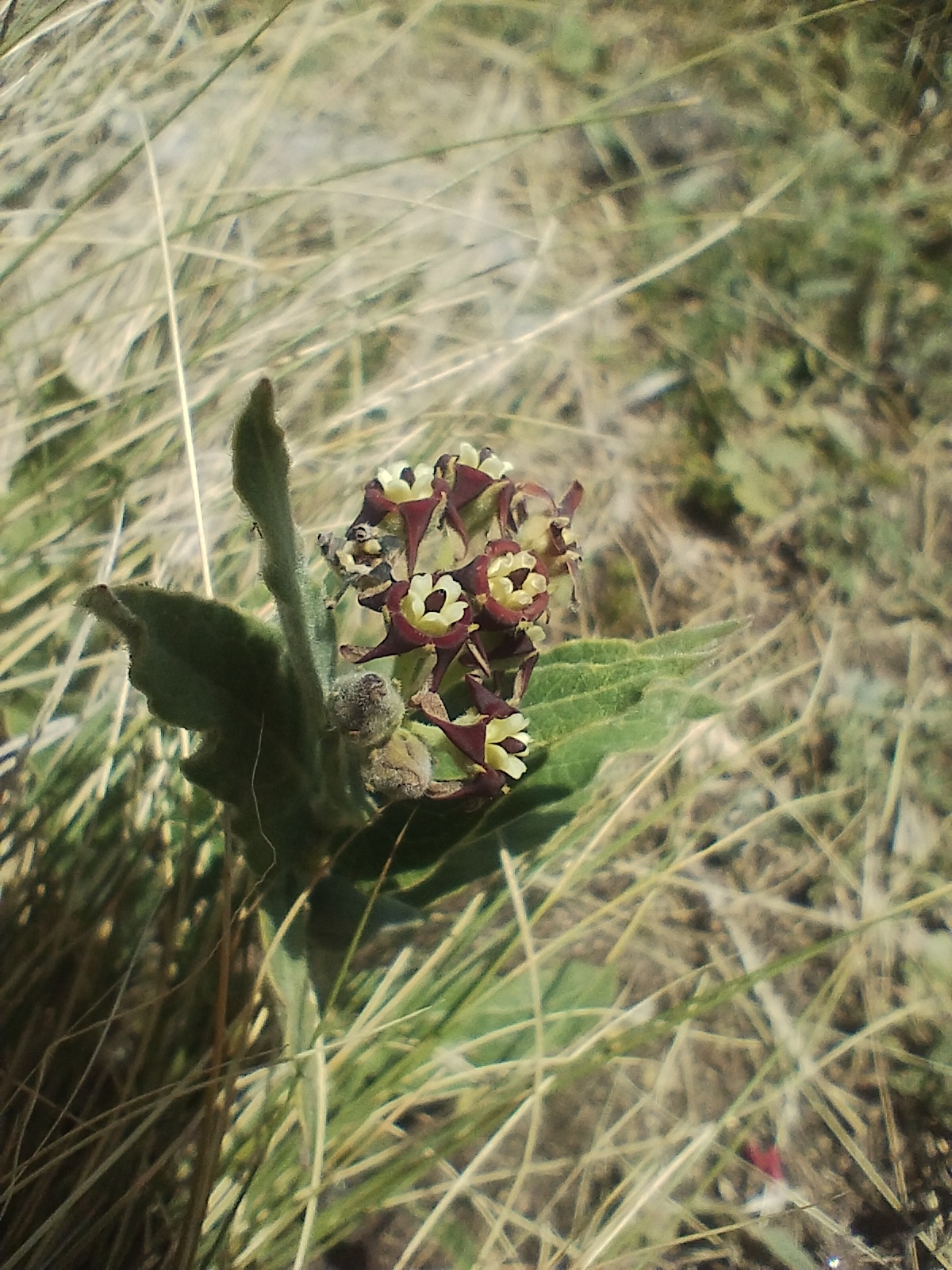 Oxypetalum arnottianum